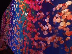 -成都浩海立方海洋公园