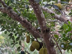 -中国科学院西双版纳热带植物园