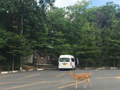 -清迈夜间动物园