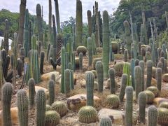 -深圳仙湖植物园