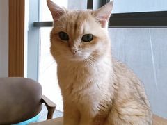 -猫爪屋猫咖(乐汇城店)
