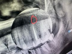 -上海市徐汇区口腔医院