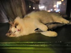 -猫猫幼稚园·撸猫·桌游·电玩