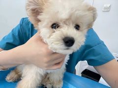 -北京恒爱动物医院(清景园分院)