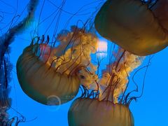 -太平洋海底世界