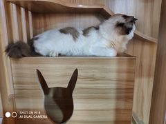 -白兔子密室(长寿路店)