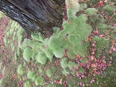 -西芳寺(苔寺)