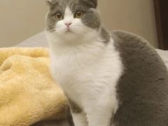 -欣宠猫屋·矮脚拿破仑·蓝金金渐层