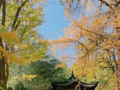 -千年银杏谷文化旅游区