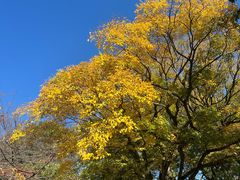 -名古屋城
