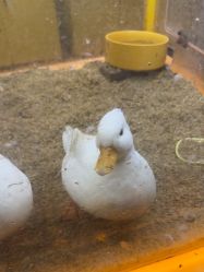 -神奇动物撸宠馆·羊驼·小浣熊·异宠(豫园店)