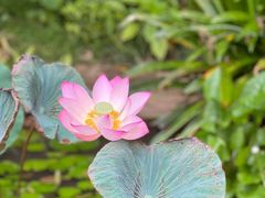 -曼听御花园