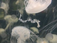 -重庆欢乐海底世界