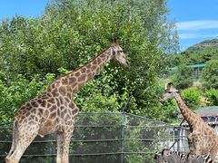 -大连森林动物园