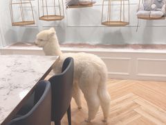 -遇见羊驼·奶狗咖·布偶猫咖·法斗柯基柴犬阿拉斯加(春熙路太古里IFS店)