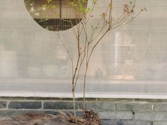 -曲廊院(东四十一条店)