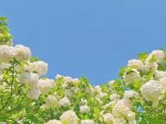 -上海滨江森林公园