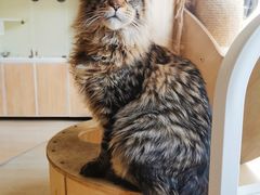 -十年猫舍·猫咪专门店(普陀店)