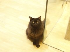 -藏猫猫咖啡主题馆(中央大道店)