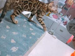 -李小姐の猫咖啡馆(五角场店)