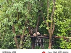 -成都大熊猫繁育研究基地