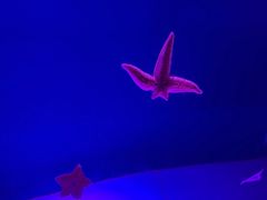 -萌宠奇缘(荣鼎店)