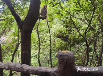一张门票可以进出三天。张家界的支柱产业就是旅游业