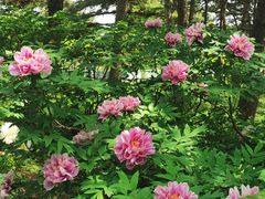 -国家植物园南园