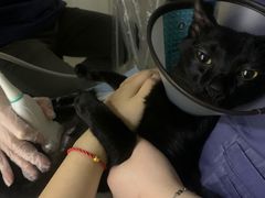 -福州肆爪动物医院