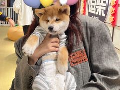 -逗柴咖啡屋·狗咖猫咖宠物桌游