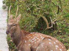 -大连森林动物园
