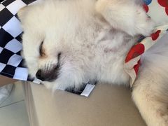 -怪兽屋·羊驼·猫咖·狗咖(俊华广场店)