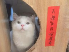 -滚猫咖啡·猫咖·猫友好撸猫(未来城店)