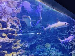 -江和美海洋公园