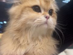 -瑞派申生动物医院·24H夜诊·国际动物医疗中心·骨外科(吴中路店)