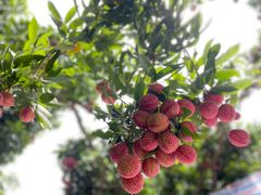 -香山鸡嘴荔枝