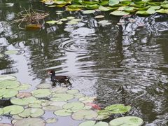 -池杉湖湿地公园