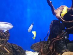 -烟台海昌鲸鲨海洋公园