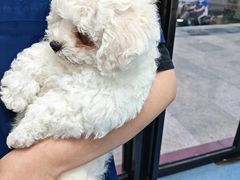 -博特宠物医院24h犬猫全科.骨科·异宠