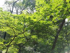 -天女山森林公园