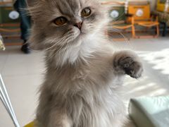 -平行世界·猫咖(首经贸店)