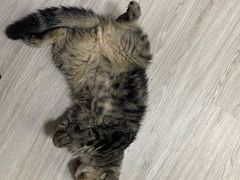 -派特宠物医院(海岸城店)