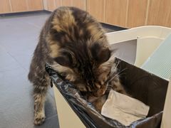 -十年猫舍·猫咪专门店(普陀店)