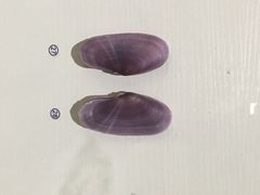 贝壳博物馆-青岛贝壳博物馆