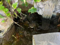 -田园山庄农家乐(石岩店)