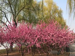 -石家庄市植物园