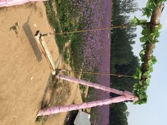 东方普罗旺斯薰衣草庄园-北京东方普罗旺斯薰衣草庄园