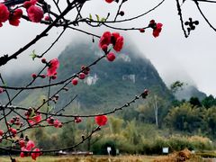 -靖西鹅泉风景区