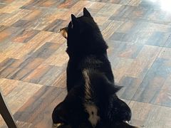 -柴源莊·柴小宠柴犬咖啡