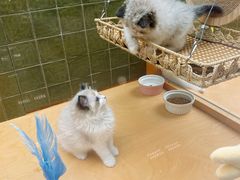 -帕帕拉兹宠物(亚洲旗舰店)